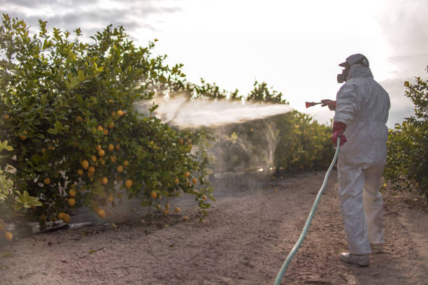 Best Termite Control Services  in Alhambra, CA