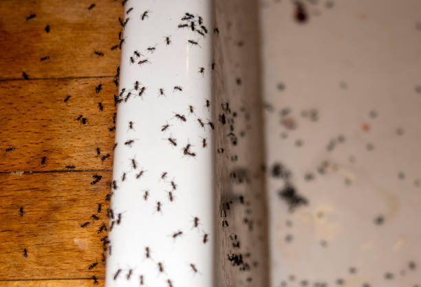 Best Pest Control Near Me in Alhambra, CA