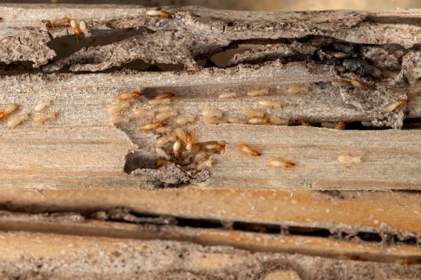 Best Pest Inspection Near Me  in Alhambra, CA